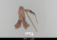 藏品(中國湖北皮影戲偶身)的圖片